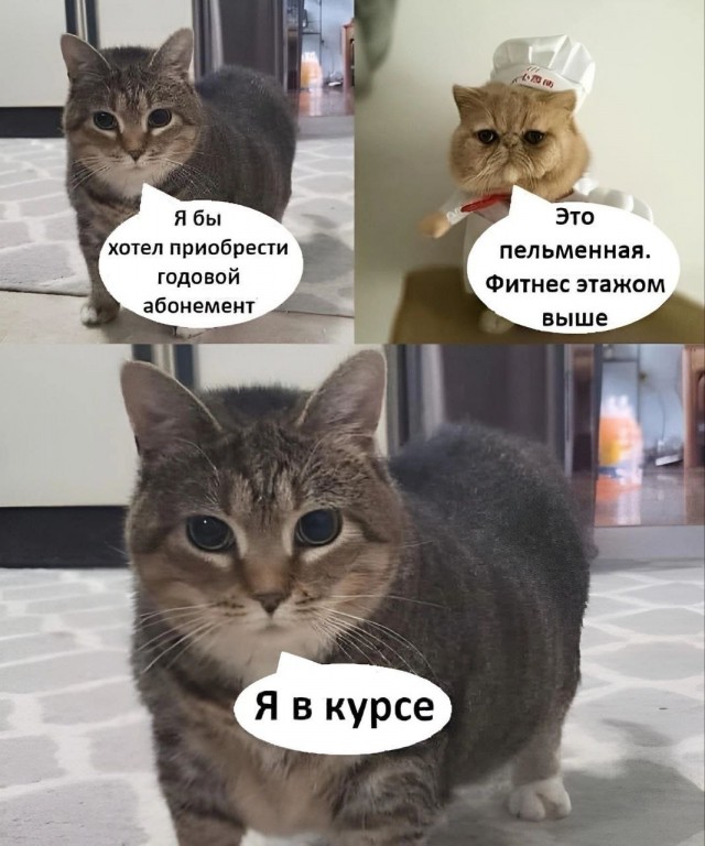К котовторнику: подборка картинок-баянов с котиками и про котиков. Выпуск 27.