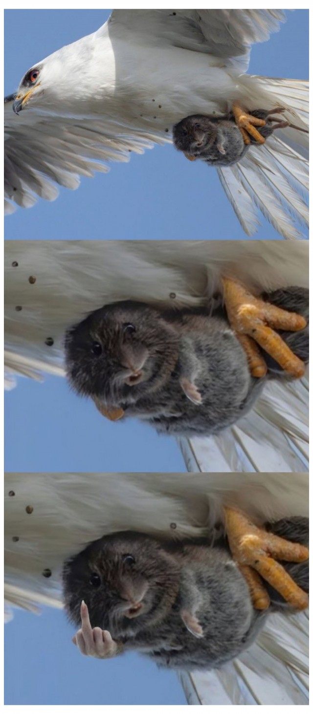 Картинища - баянища