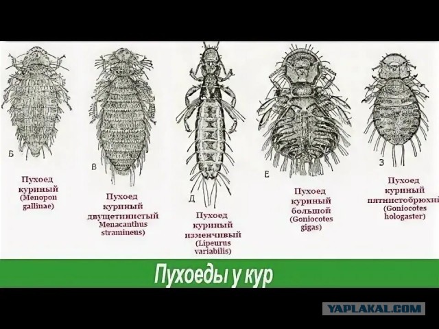 Дамам на заметку..вот они, если вы не знали об их существовании