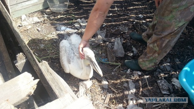 Вот кто у меня вместо собаки!