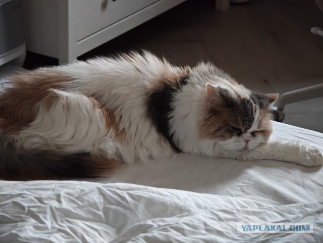 Рандомных фото котов тред — 2