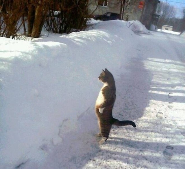 Забавные и интересные фото из Сети 23.04.26