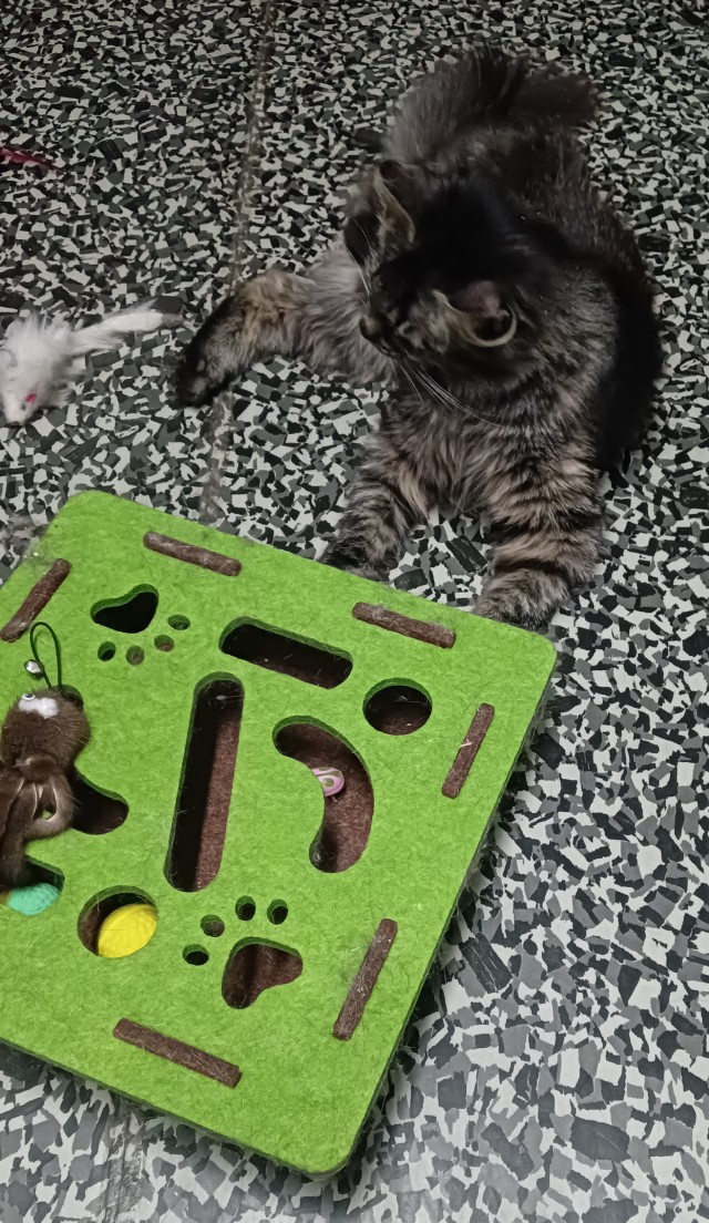 Игрушки для кошек.