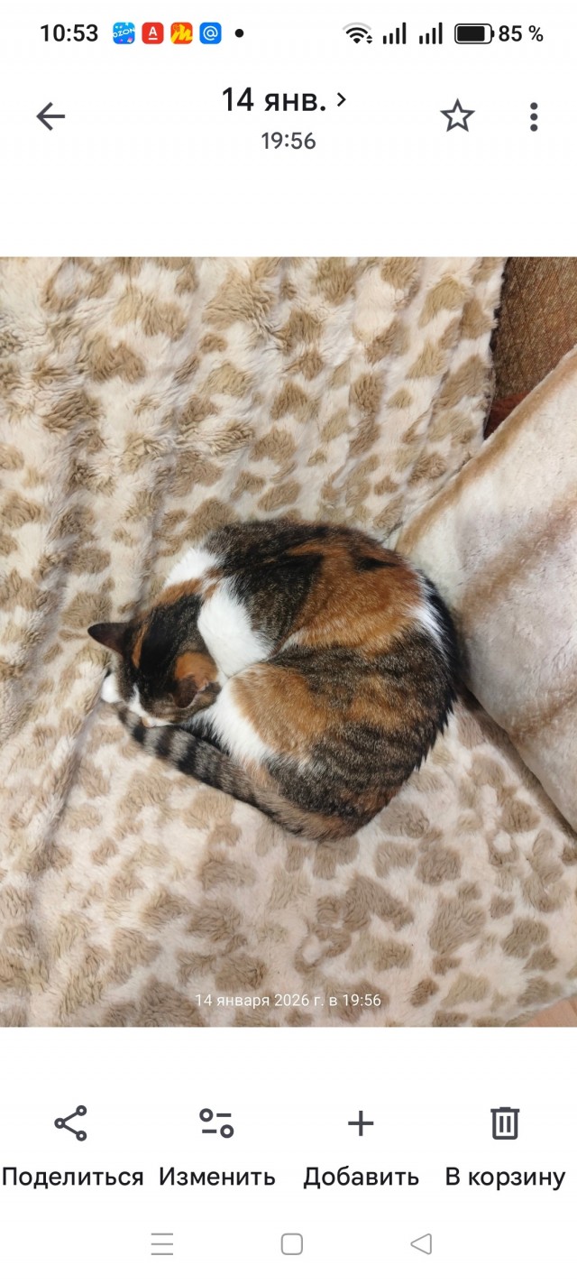 Не ИИшный котик