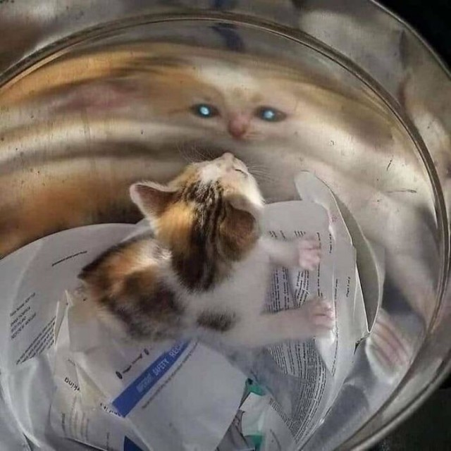 18 ржачных животных