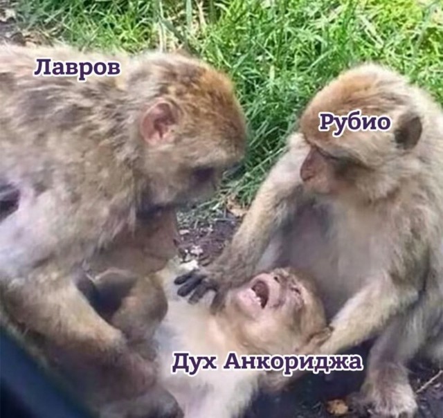 мемчики