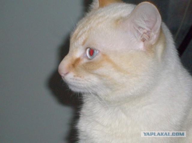 Котовторник 8.10.2013