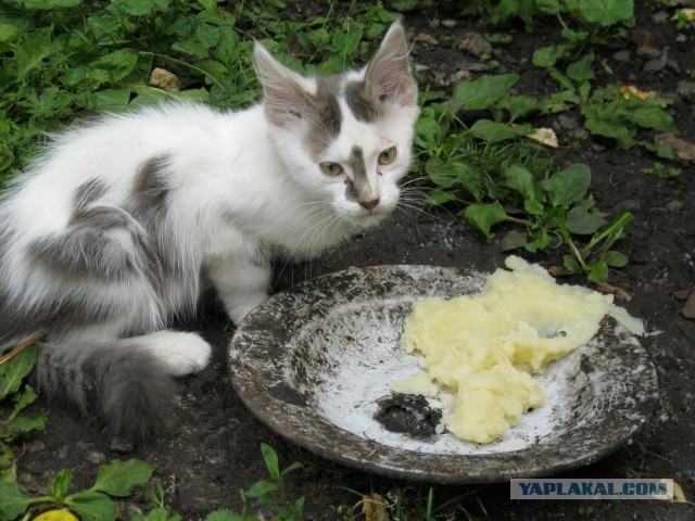 Котовторник  05.11.2013