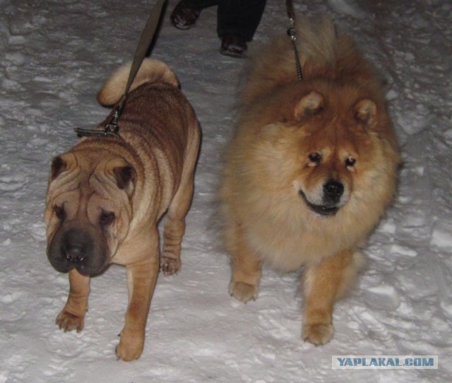 Собакочетверг на 02.01.2014