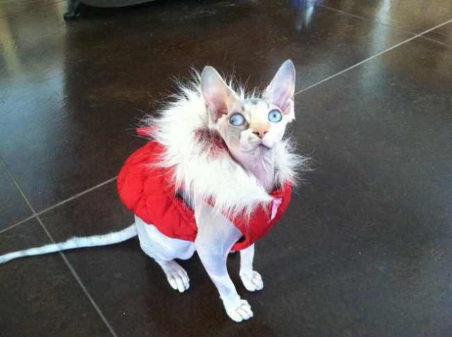 Глуповатый и одновременно смешной котенька)))