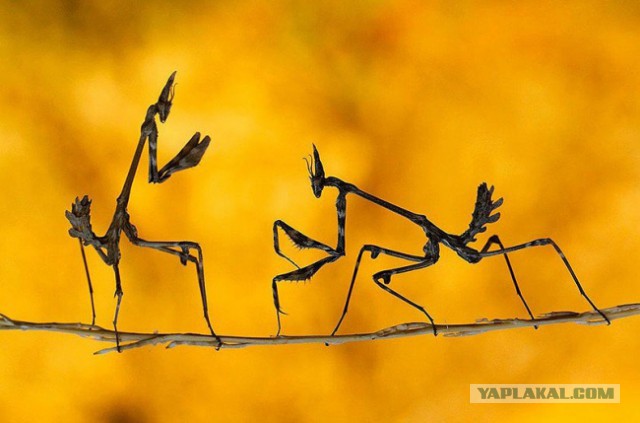 30 самых удачных фотографий января