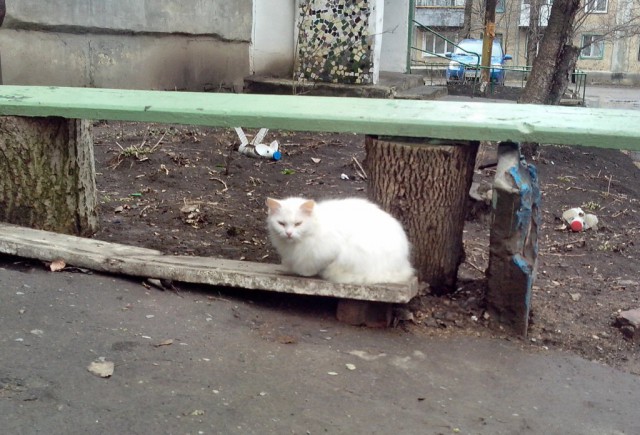 Котовторник  25.03.2014
