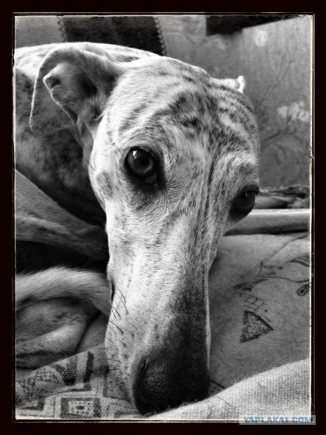 Собачки: русская борзая