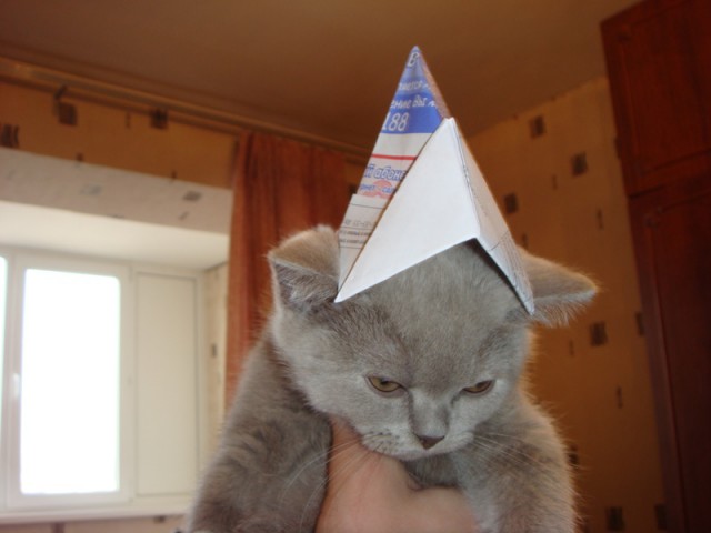 Котовторник 15.07.2014.