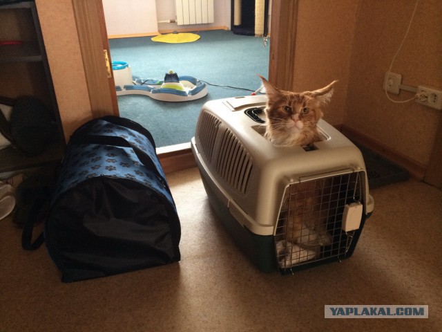 Котовторник 09.09.2014