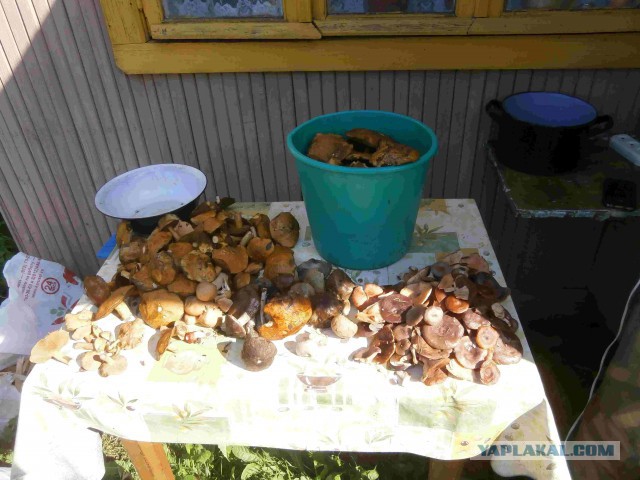 Антисанкционные стратегические запасы закуски