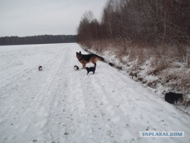 Жизнь домашнего приюта для котеек 37