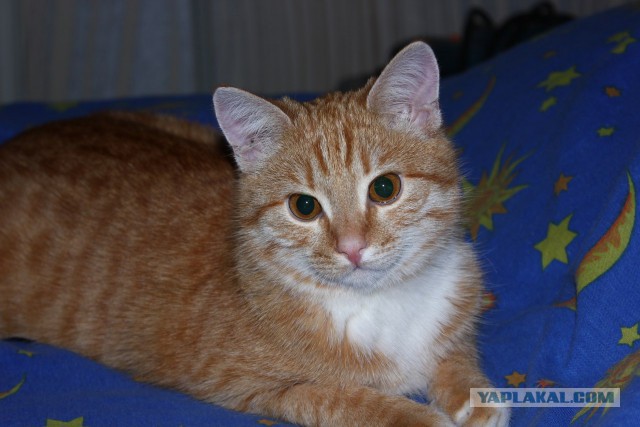Котовторник 06.01.2015