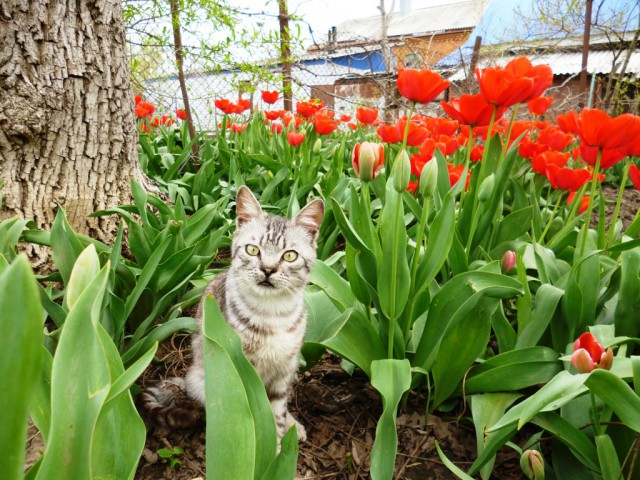 Котики в цветах!