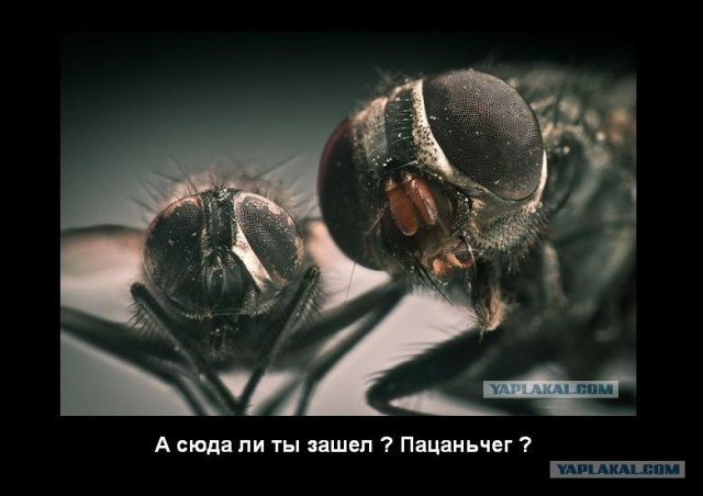 Пособие для макро-фотографов