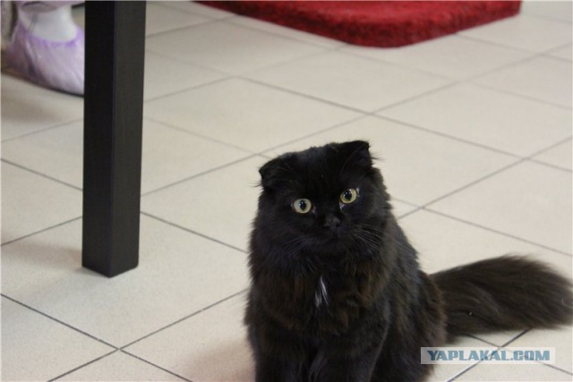 Котовторник 24.03.2015