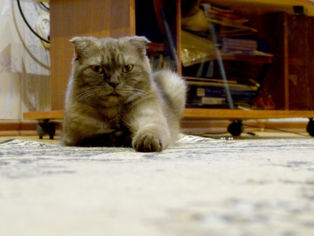 Котовторник на вторник, Котовторник
