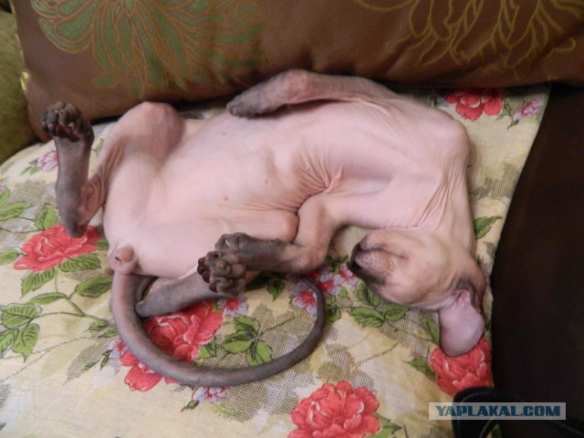 Сфинкс