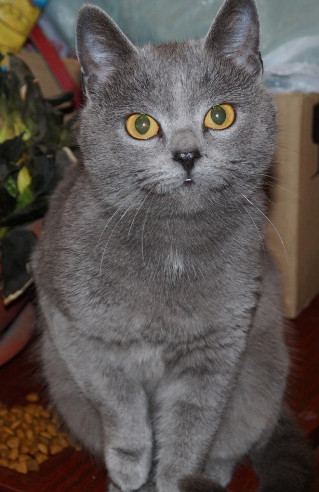 Котовторник   02.06.2015
