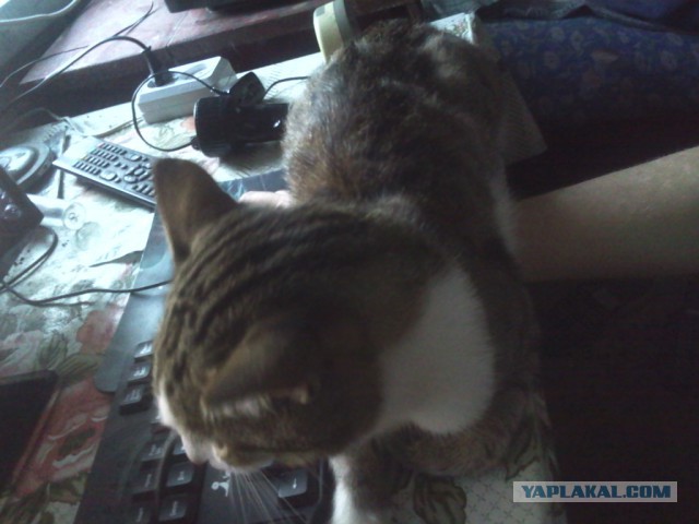 Котовторник 28.07.2015