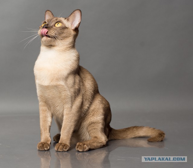 Котовторник наступил!:)