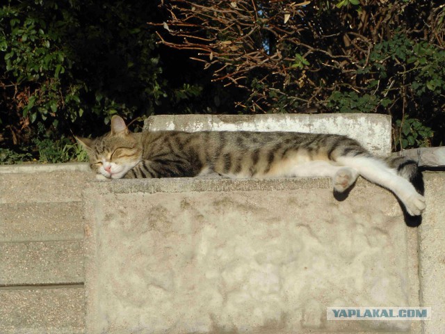 Дикий котовторник