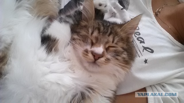 Котовторник 17.11.2015