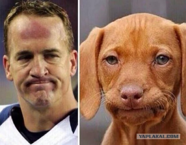 Щенки, которые выглядят как медвежата.