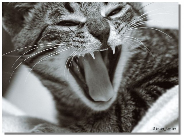 Коты, кошки, котята