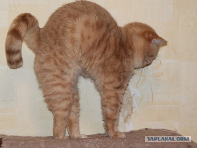 Восьмомартовский котовторник
