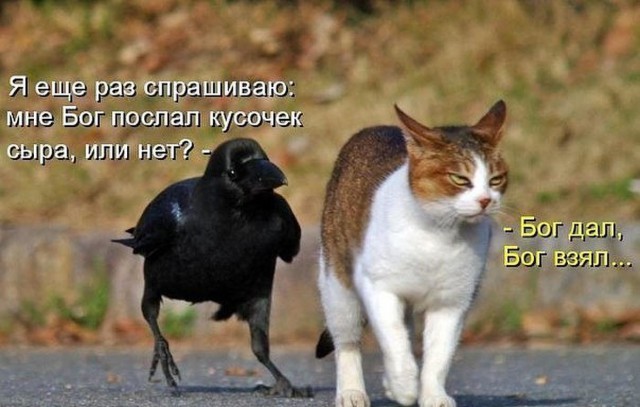 Мой кот, мои правила!