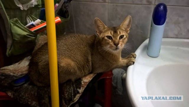 Кот-падоног. Есть у вас такой?