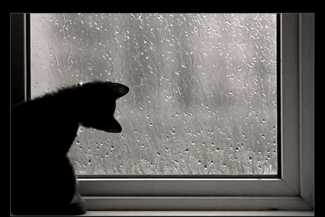 Коты, кошки, котята