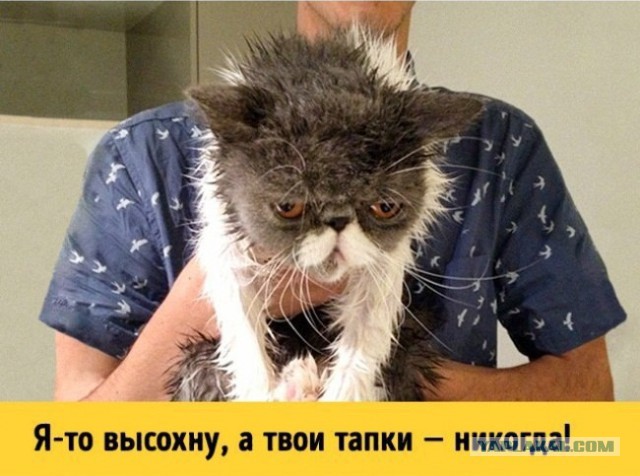 10 брутальных уличных котов