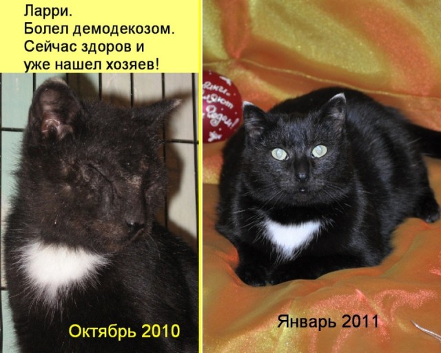 К котовторнику) До и после