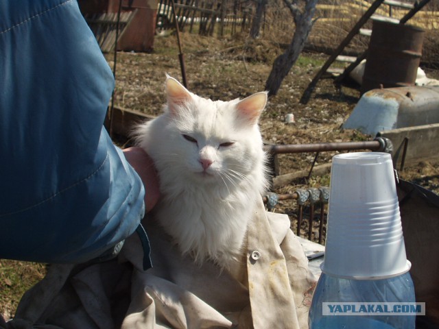 Котовторник  14.02.2017