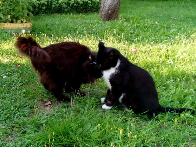 Котовторник  14.02.2017