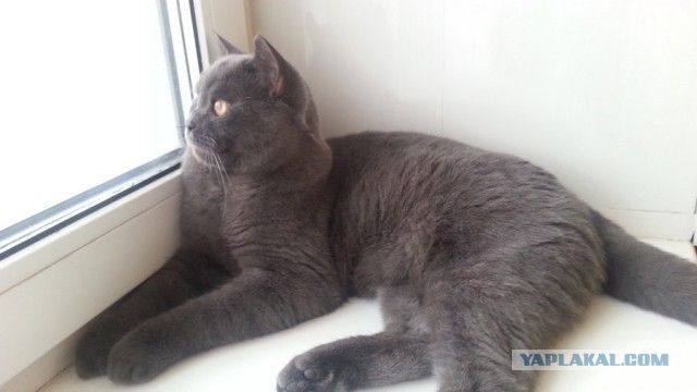 Коты и Кошки