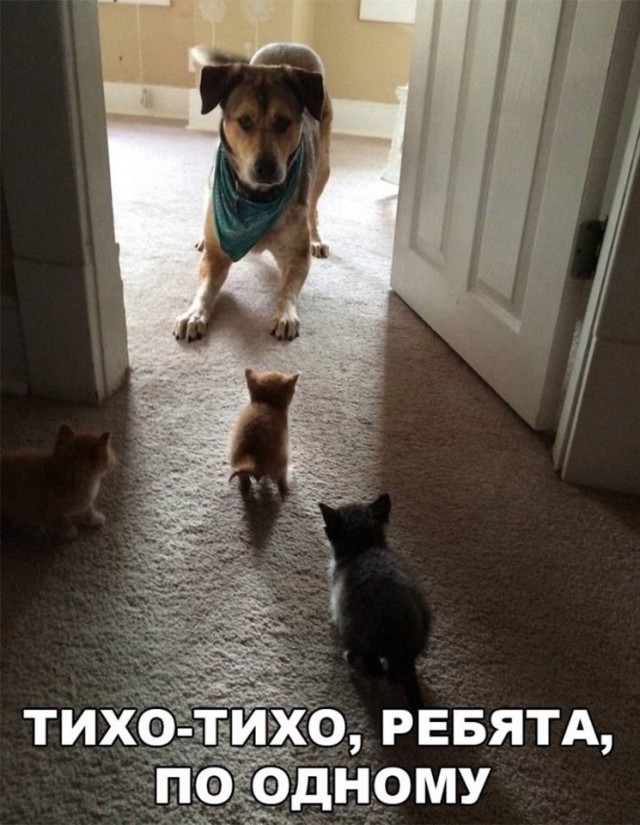 Коты и Кошки