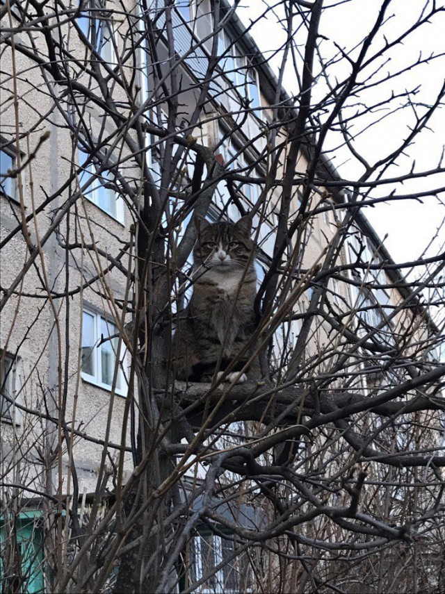 Коты и Кошки