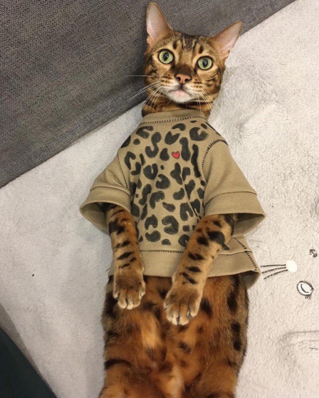 Коты и Кошки