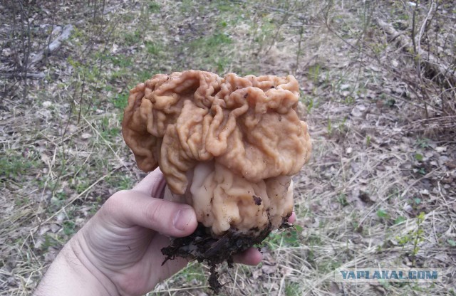 За грибами в весенний лес.