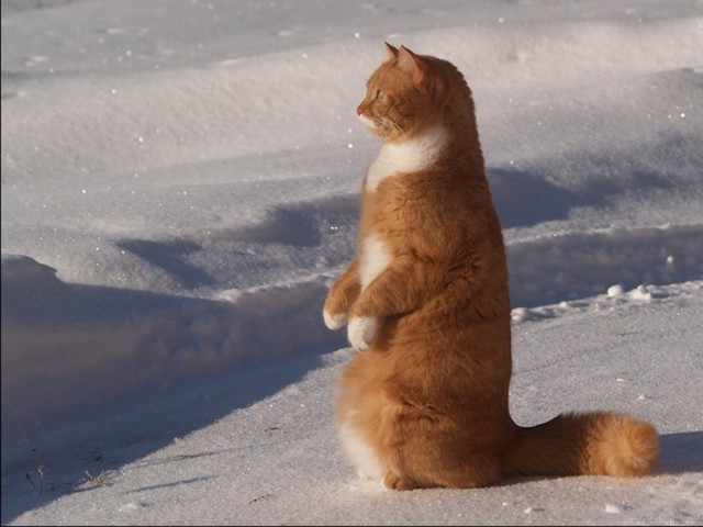 Коты и Кошки