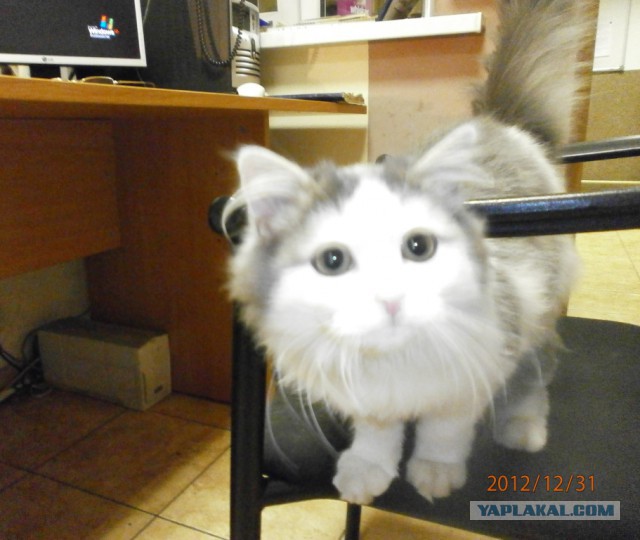 Котовторник  19.12.2017