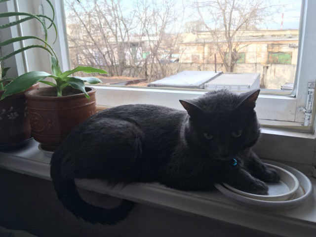Живность из сети